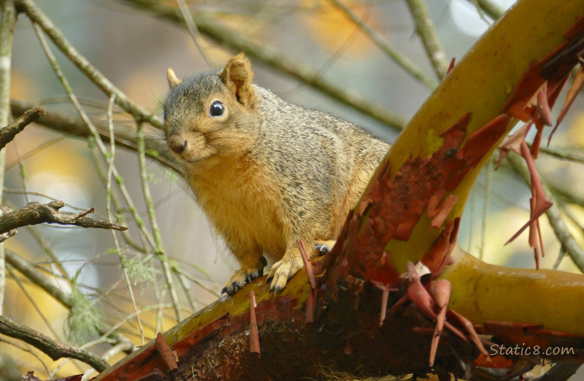 Squirrel standing on the branch of a Madrone Tree