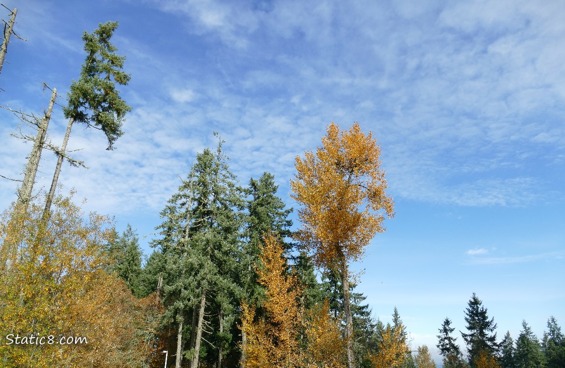 Blue sky past some autumn and fir trees