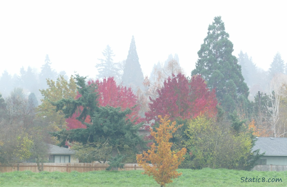 foggy autumn trees