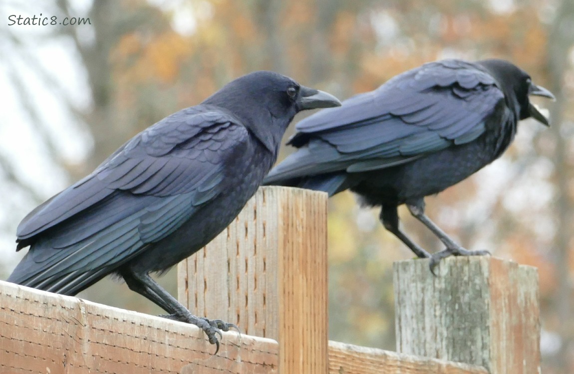 Two crows, standing on a wood fence, one is cawing