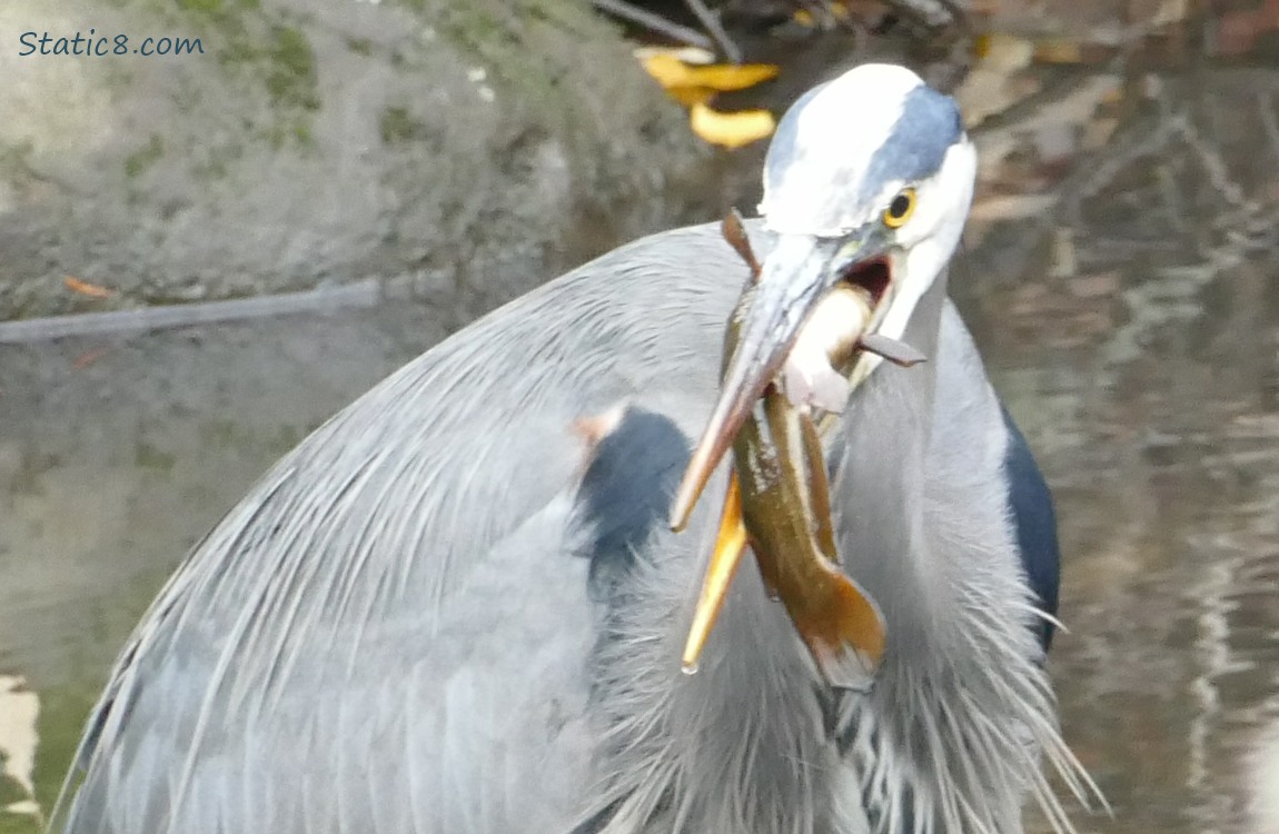 Great Blue Heron with a fish in her mouth