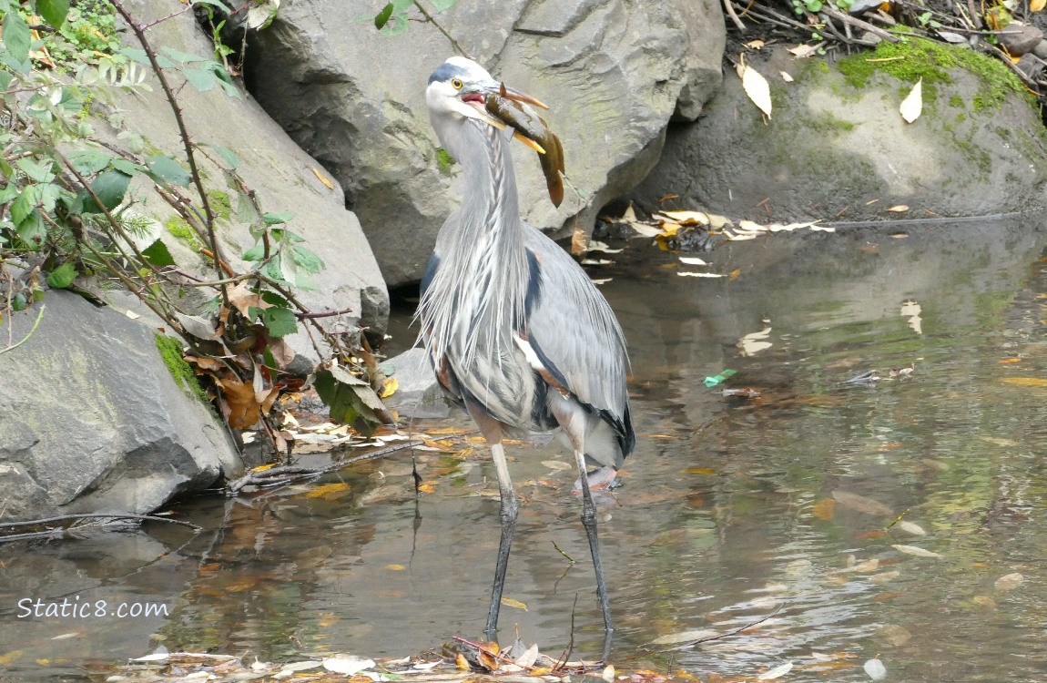 Great Blue Heron holding a fish in her beak