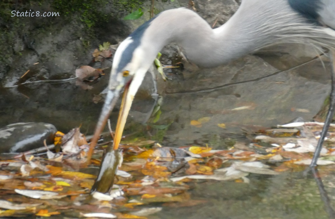Great Blue Heron stabs a fish