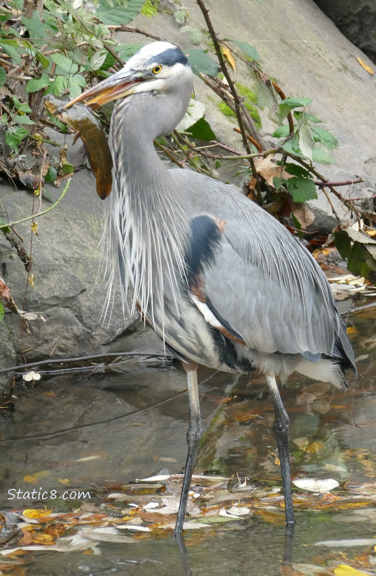 Great Blue Heron holding a fish in her beak