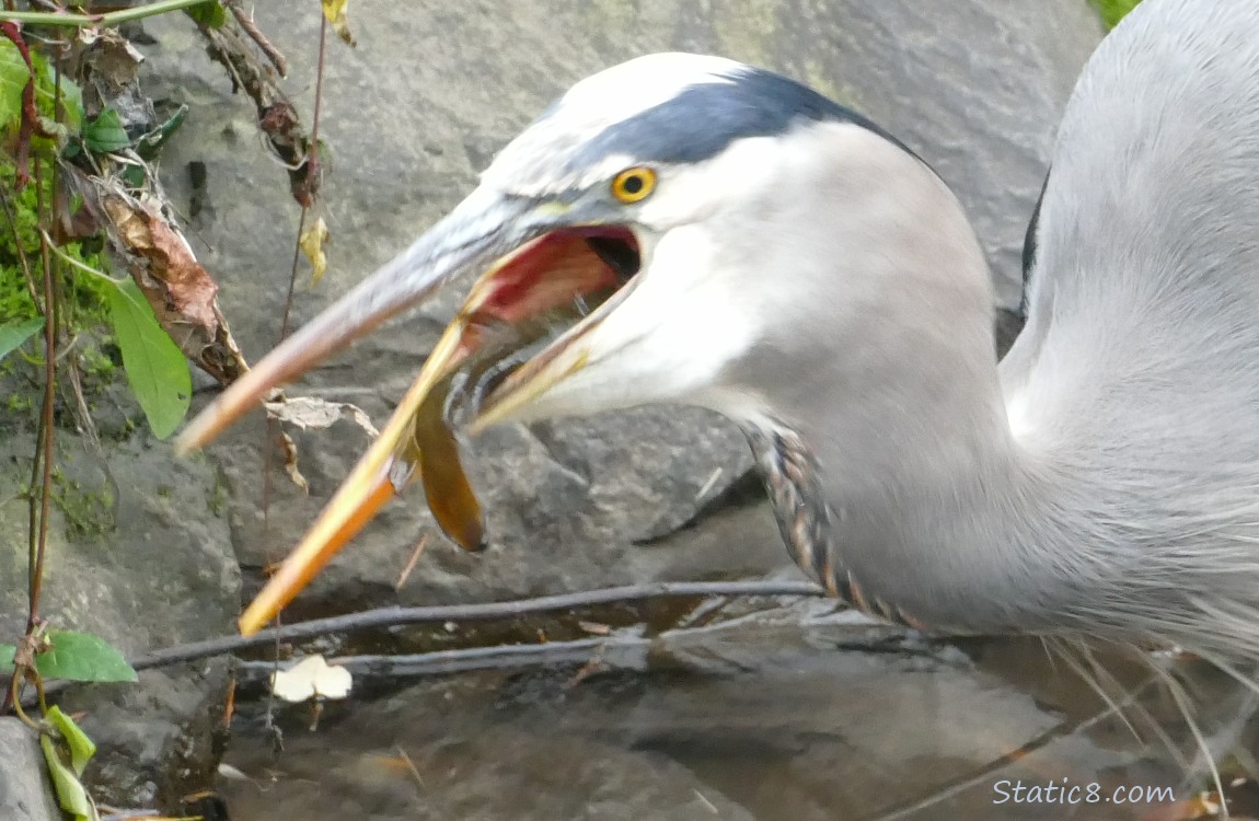 Great Blue Heron, swallowing a fish