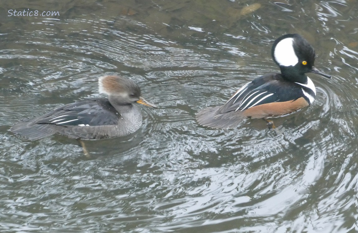 Male and female Hooded Mergansers paddling on the water
