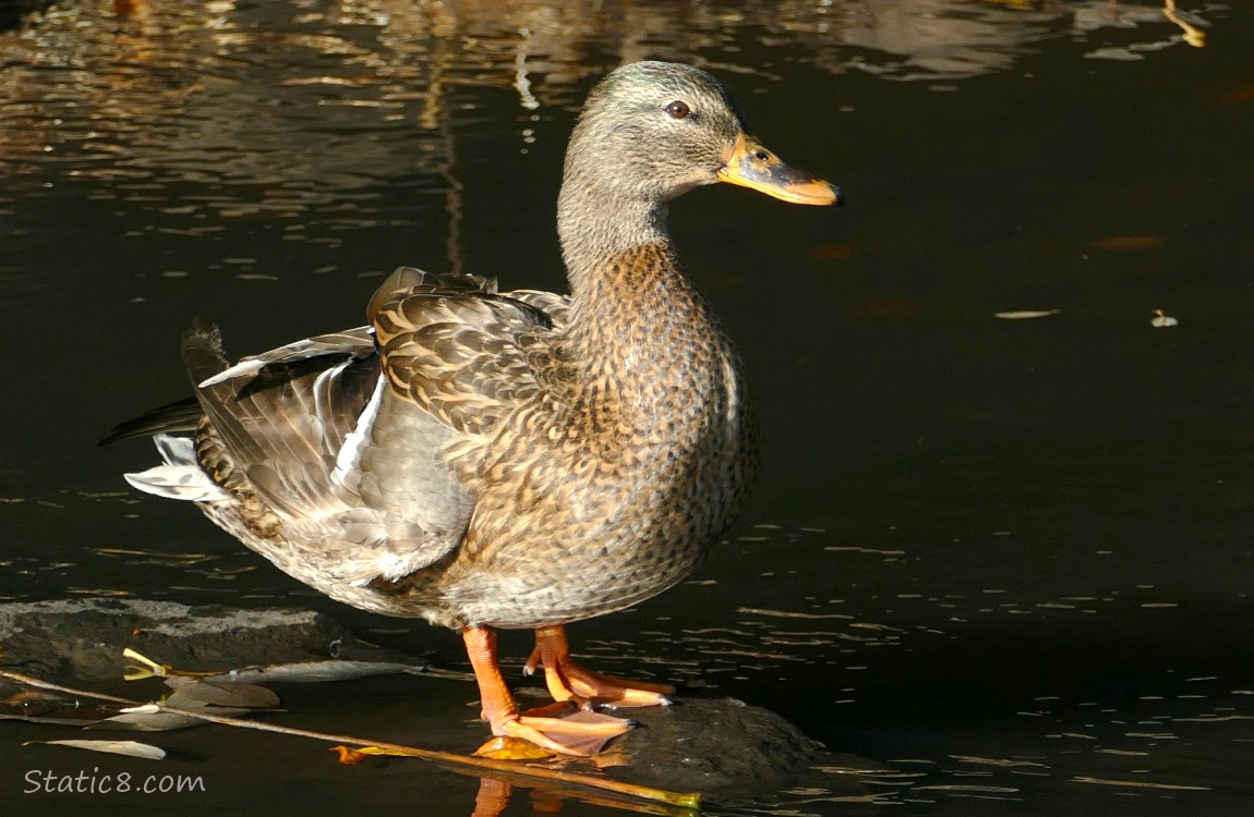 Female Mallard standing on a flat rock, surrounded by dark water