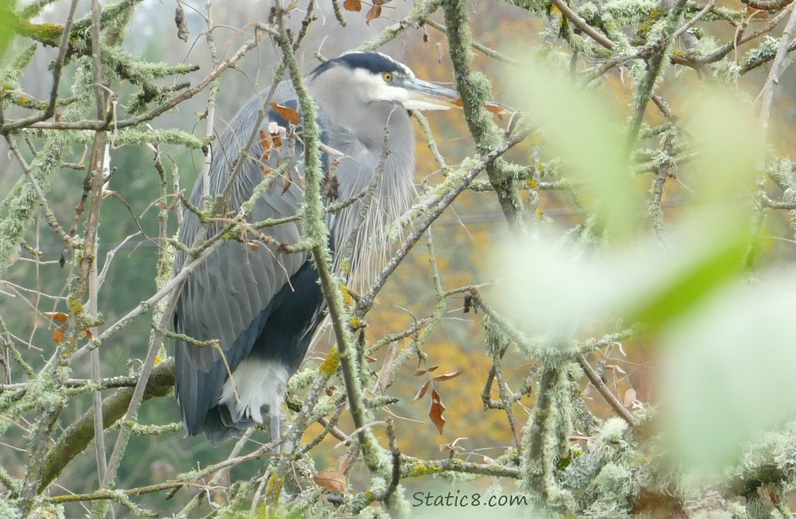Great Blue Heron standing in a tree, surrounded by mossy sticks