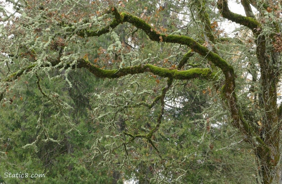 Mossy Oak branches