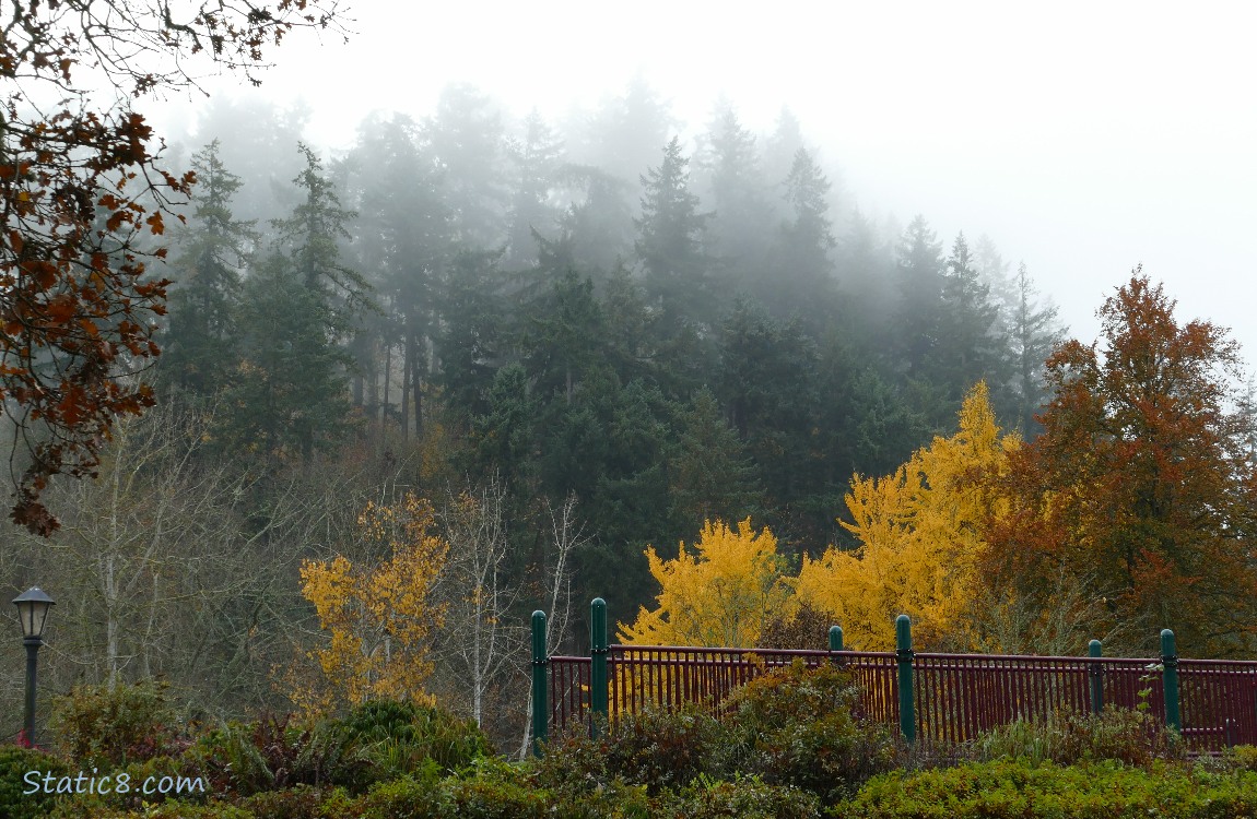 foggy trees