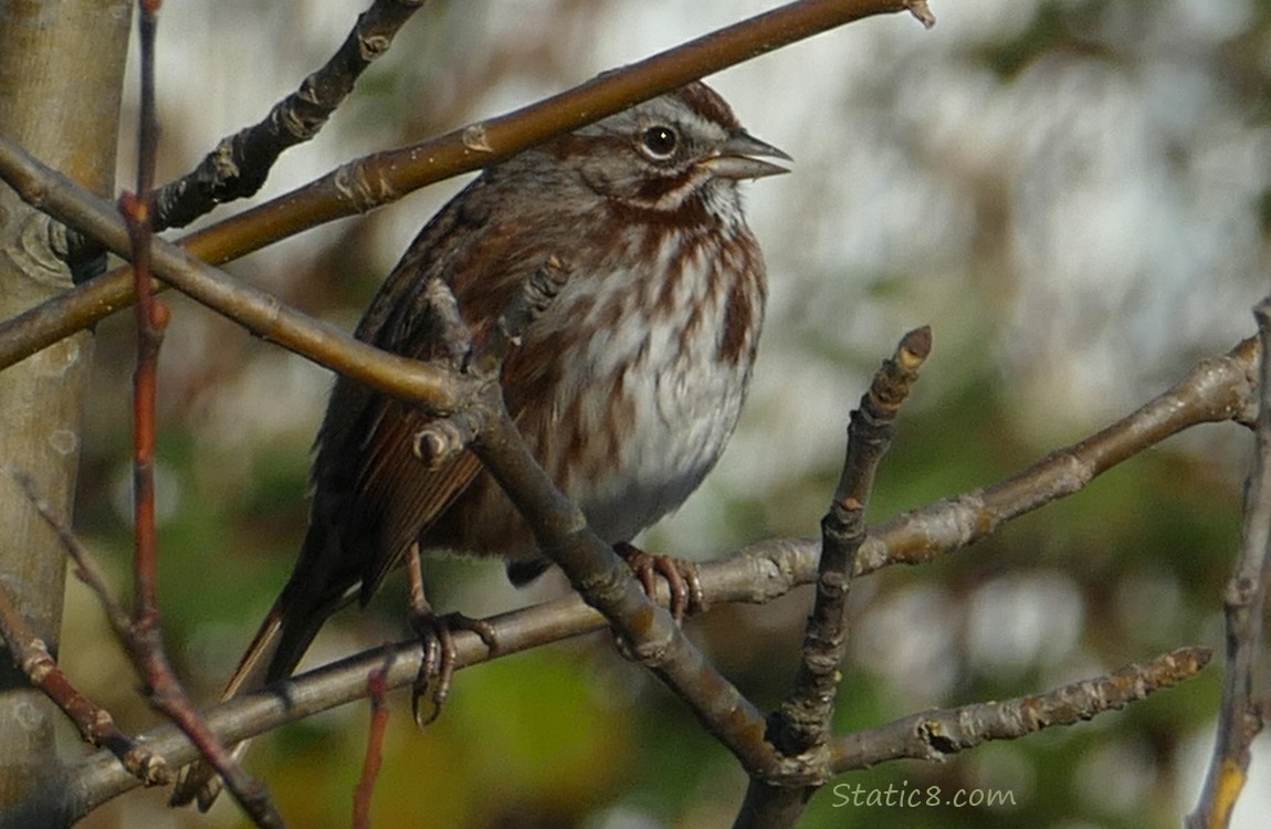 Song Sparrow standing on a twig, surrounded by other twigs