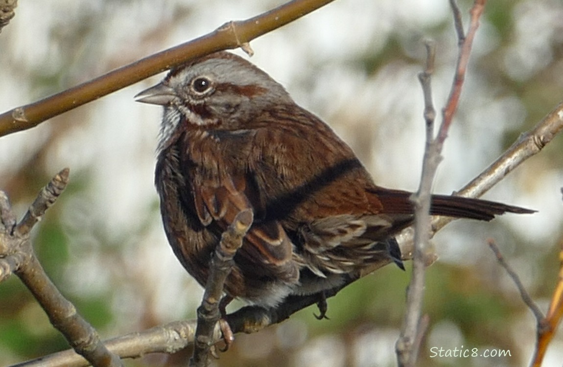 Song Sparrow with her back turned, standing on a twig, surrounded by other twigs