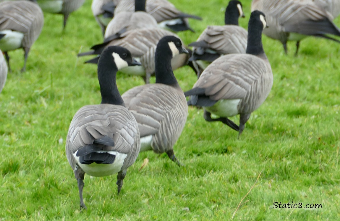 Cackling Geese walking in the grass