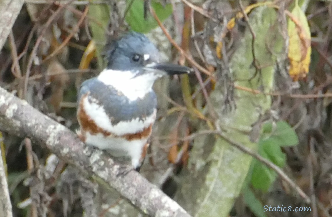 Female Belted Kingfisher standing on a branch