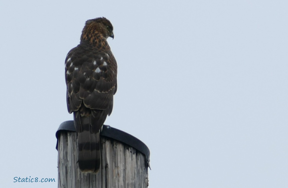 Hawk standing at the top of a utility pole