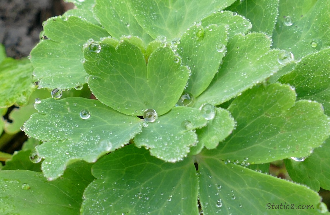 Columbine leaves with water drops