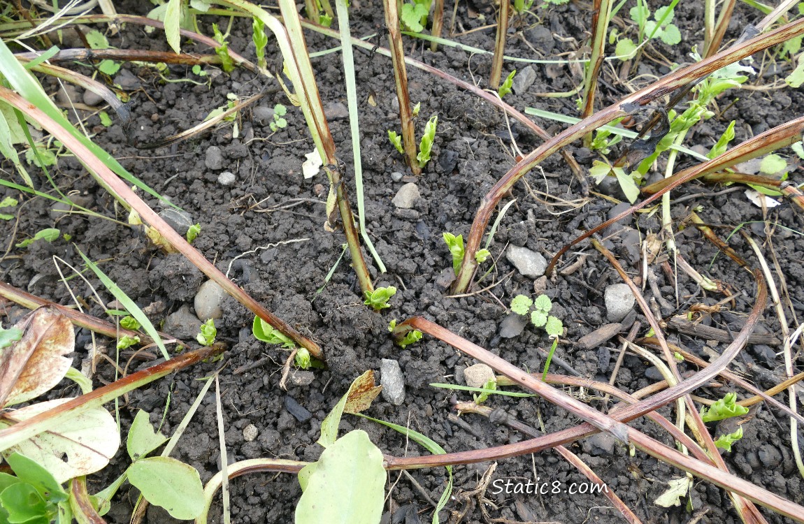 Favas sprouting from the base of damaged stalks