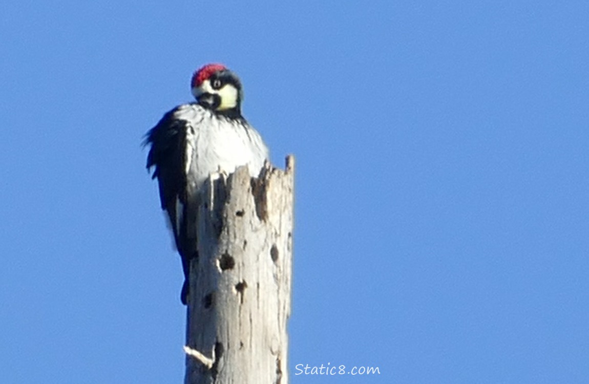 Acorn Woodpecker standing at the top of a snag, preening