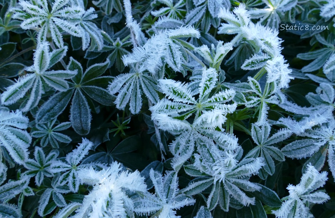 Frosty Lupine leaves