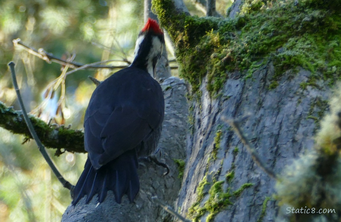 the back of a Pileated Woodpecker