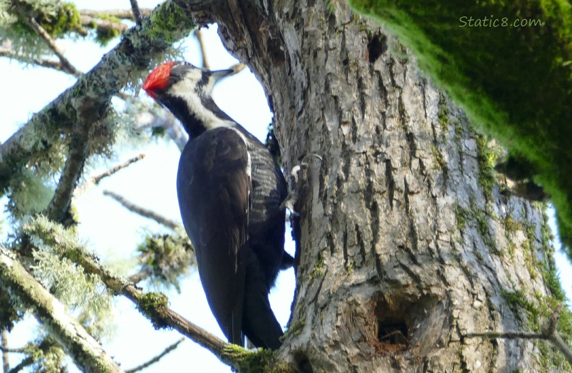 Pileated Woodpecker standing on the side of a tree trunk