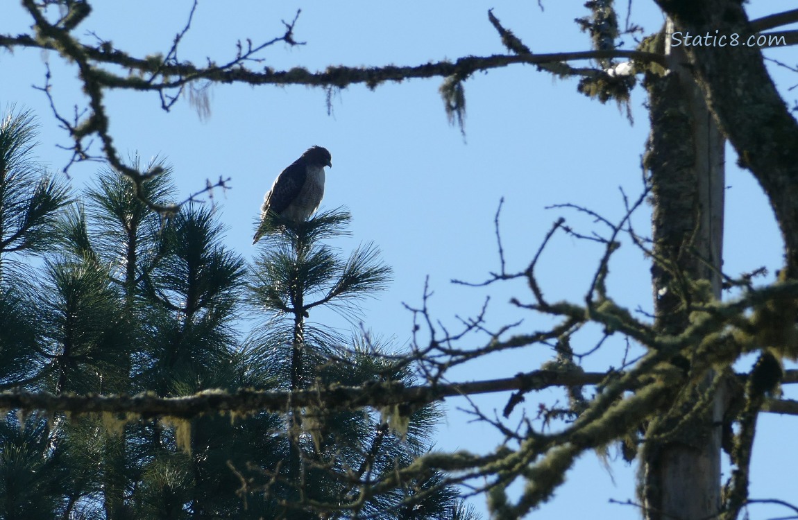 Hawk standing at the top of a pine tree, framed with branches of another tree