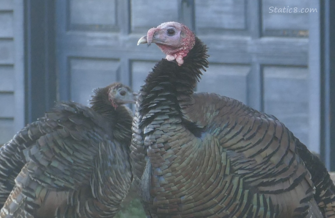 Wild turkeys
