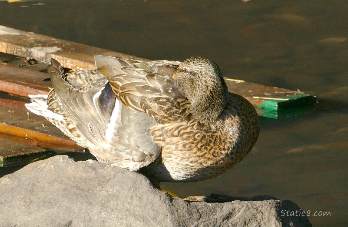 Female Mallard napping on a rock in the water, her head tucked under her wing