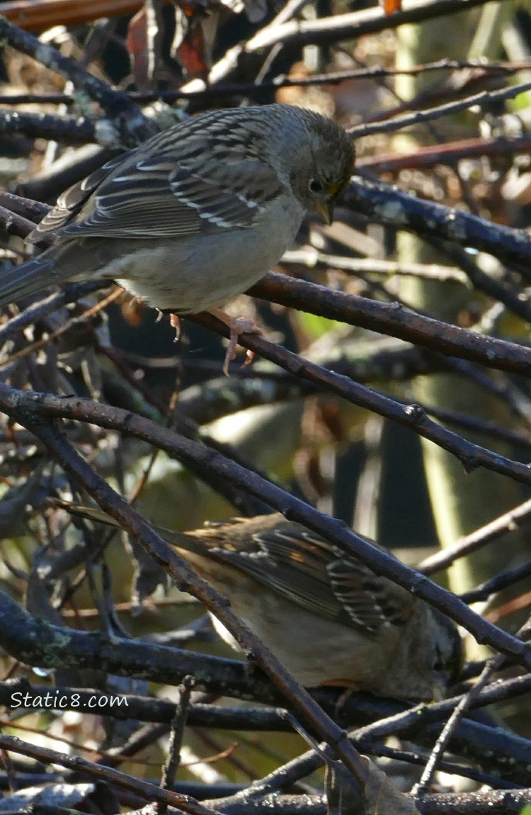 Golden Crown Sparrows standing on twigs