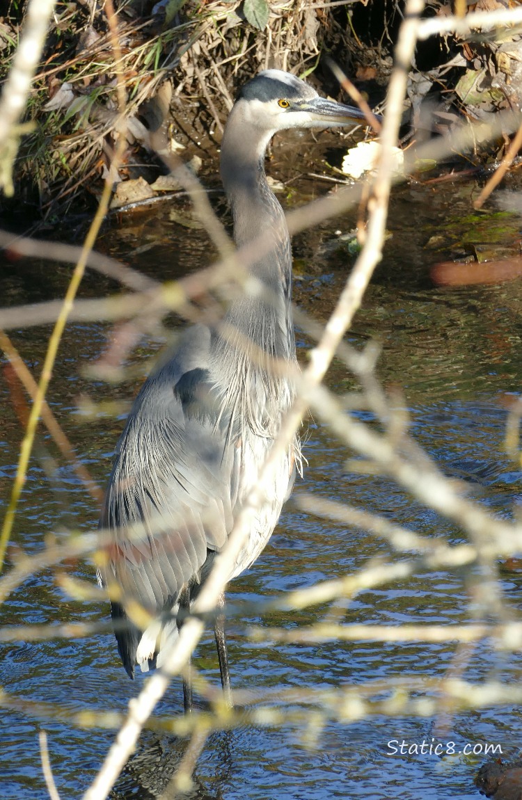 Great Blue Heron, standing in water behind a lot of bare twigs