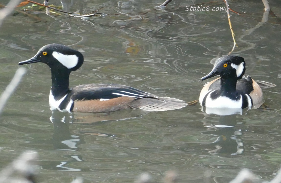 Two male Hooded Mergansers paddling on the water