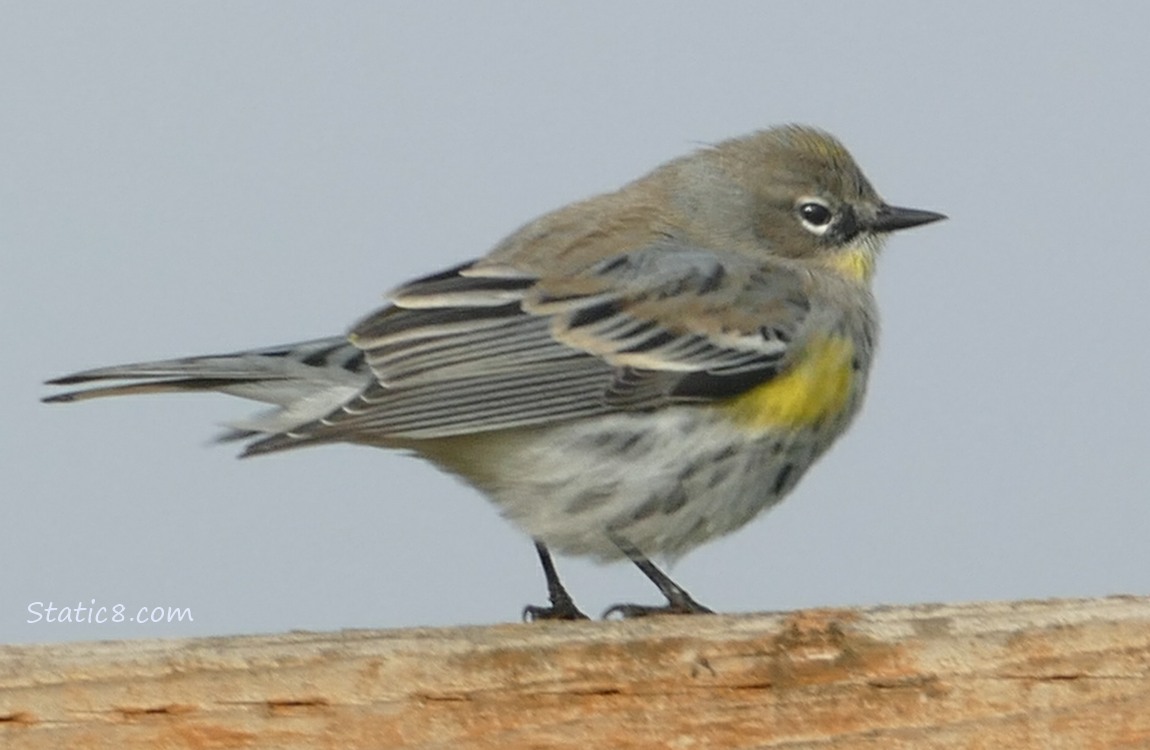 Yellow Rump Warbler standing on a wood fence post
