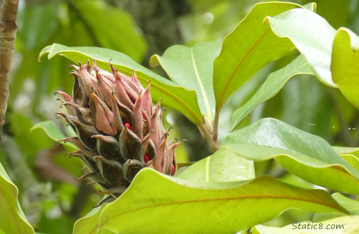 Magnolia cone with red berries in it, surrounded by leaves