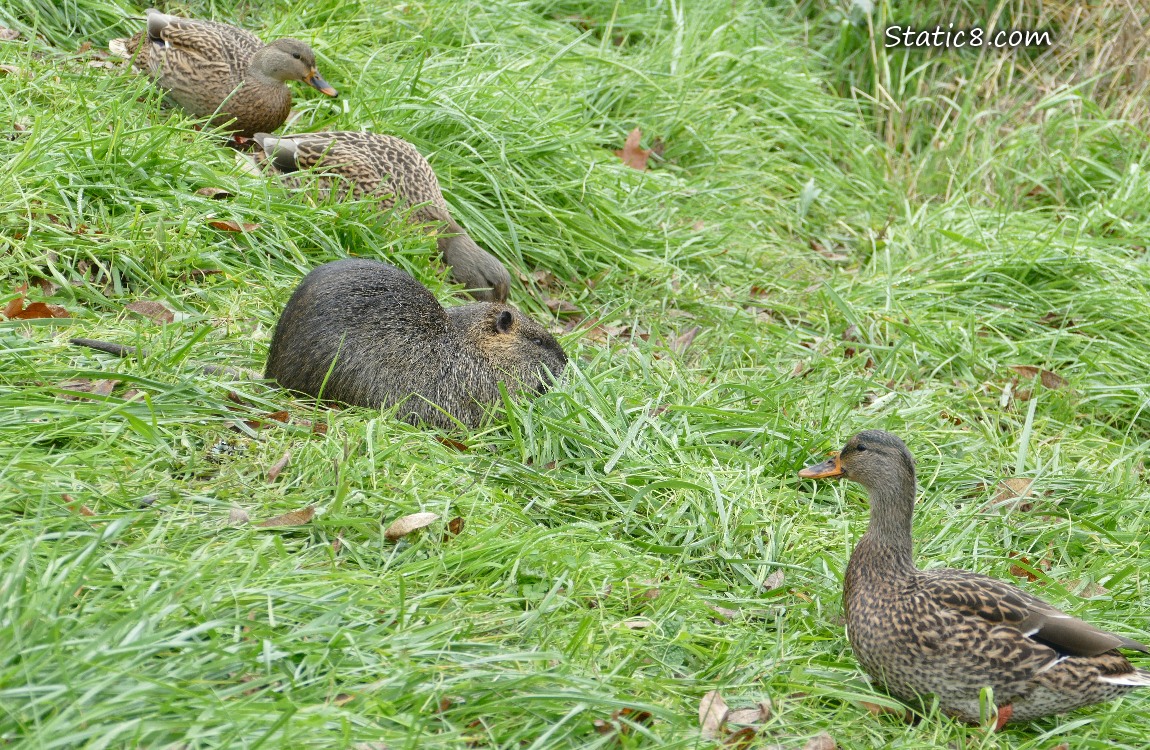 Nutria standing on a steep grass covered bank with female mallards
