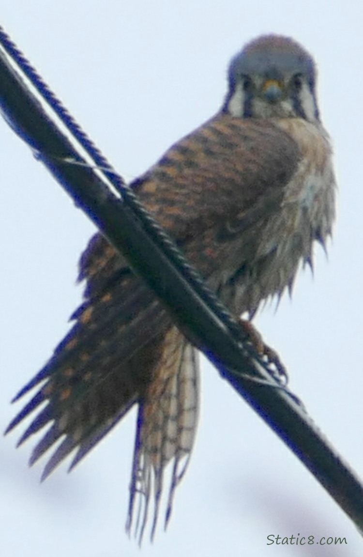 American Kestrel standing on a power line, looking down at me!