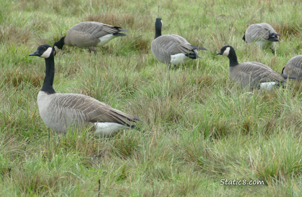 Canada Goose and Cackling Goose standing in the grass