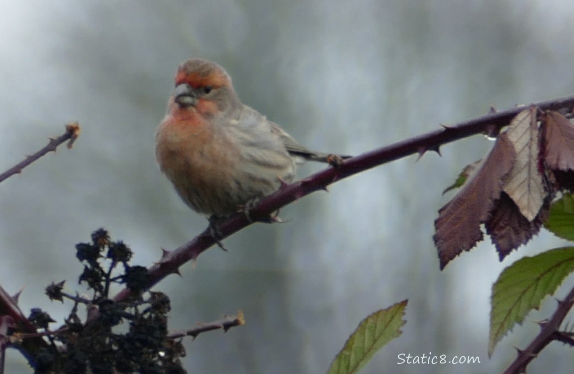 House Finch standing on a blackberry vine