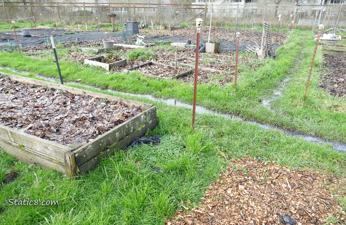 Long puddles thru the middle of the paths around the garden plots