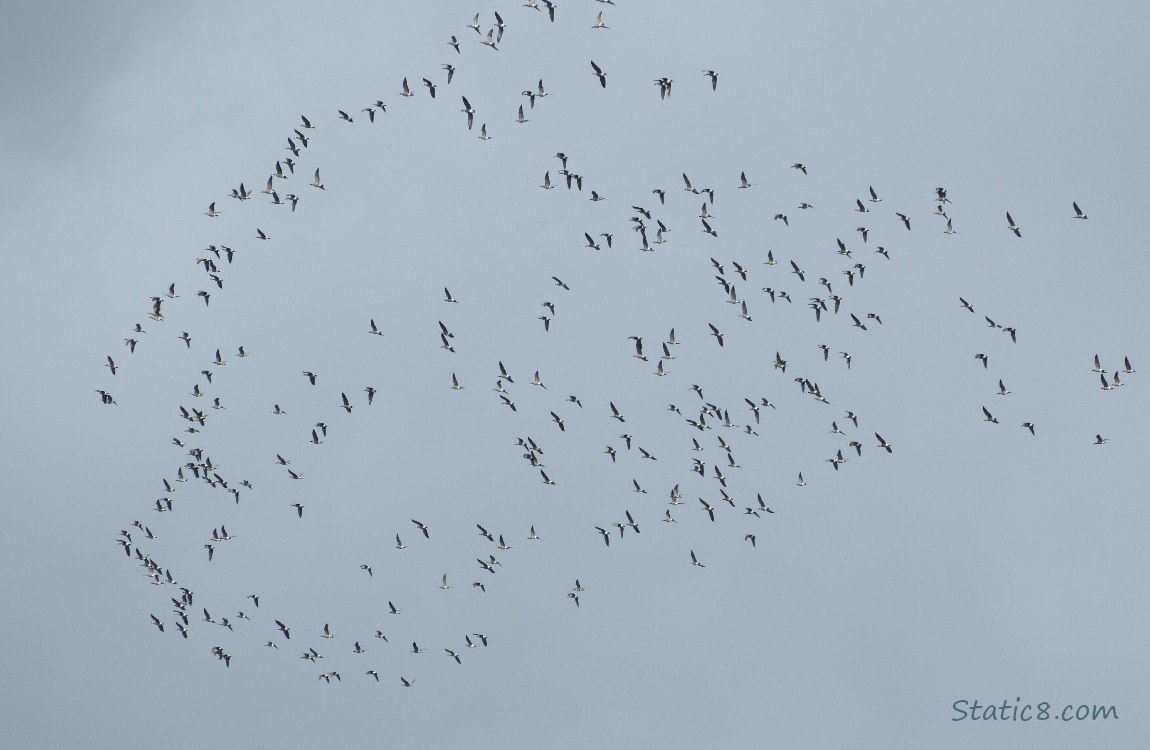 a hundred flying geese
