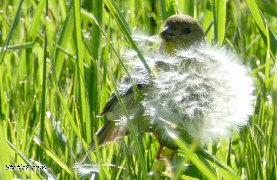 Lesser Goldfinch behind a Dandelion seedhead