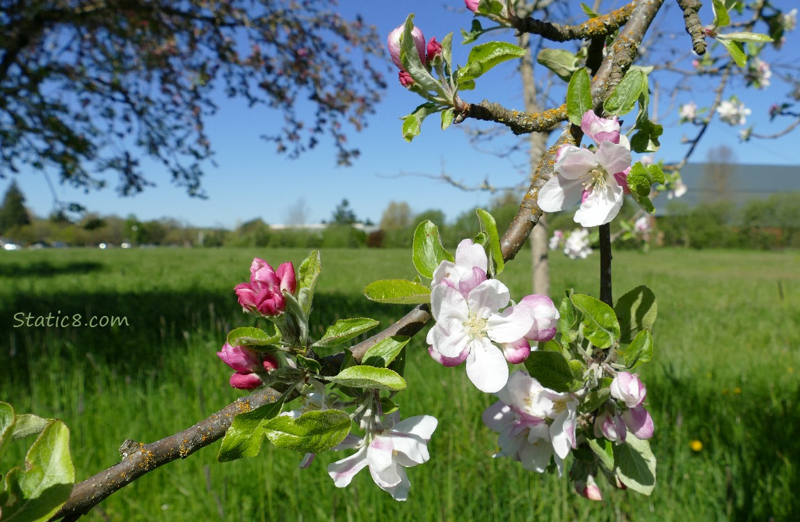 Apple blossoms in front of a green field and blue sky