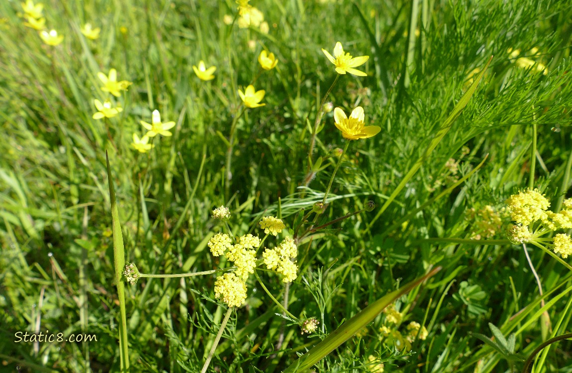 Buttercups and Dill Weed blooms