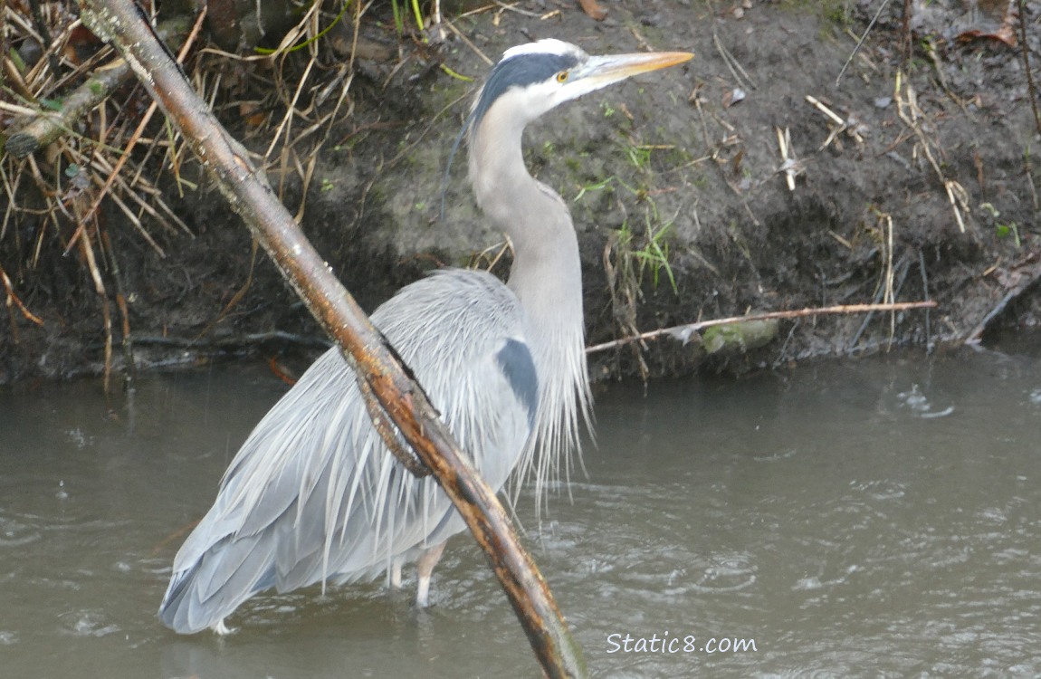 Great Blue Heron standing in water