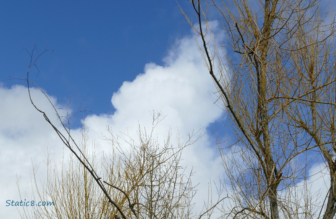 Cloud in a blue sky past a winter bare tree