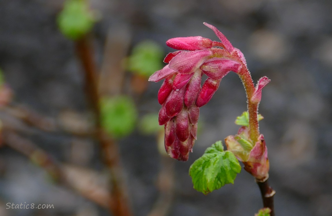 Red Flowering Currant bloom