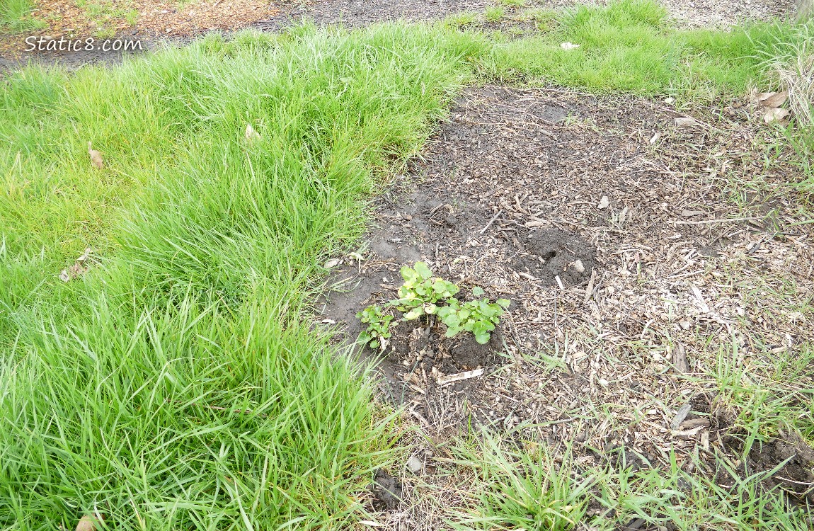 Clump of plants