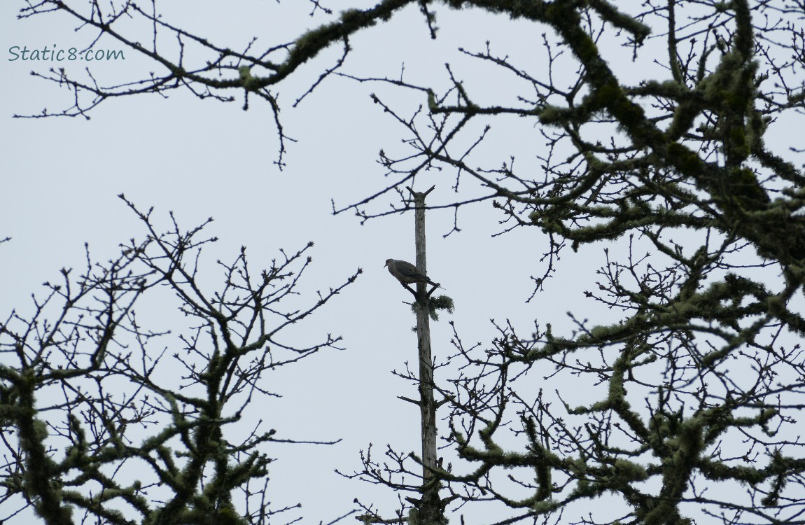 Silhouette of a Mourning Dove surrounded by winter bare trees