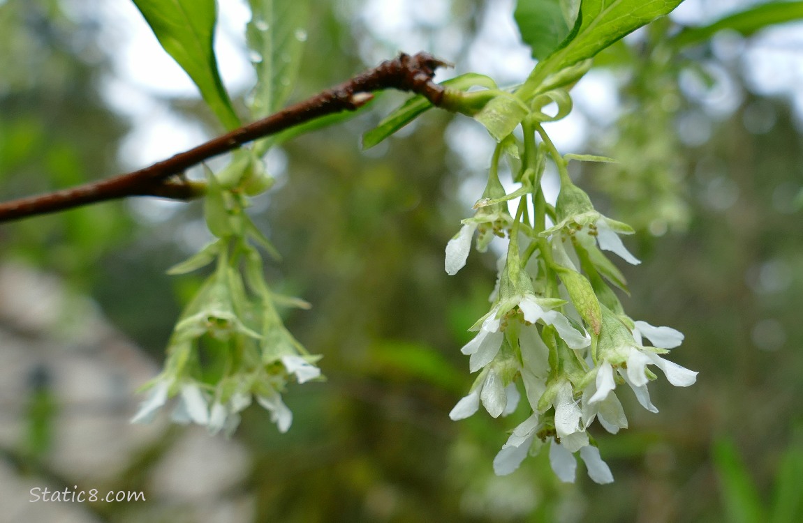 Osoberry blooms