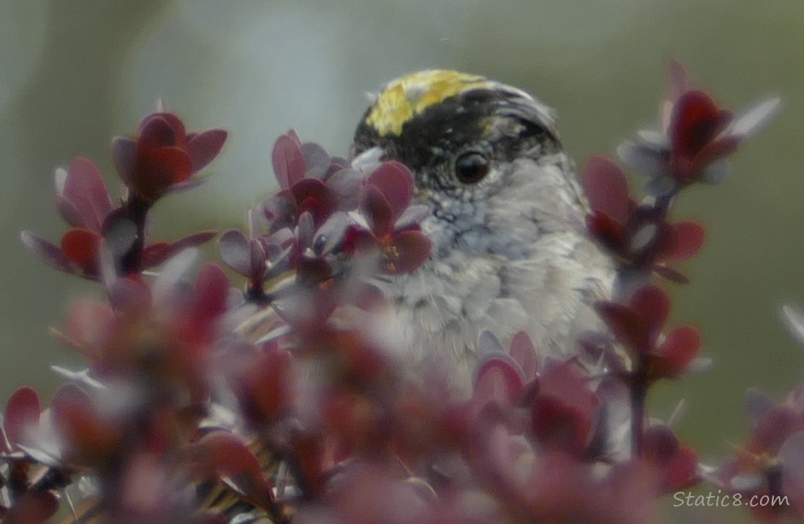 Golden Crown Sparrow mostly hidden behind tiny red leaves of a bush