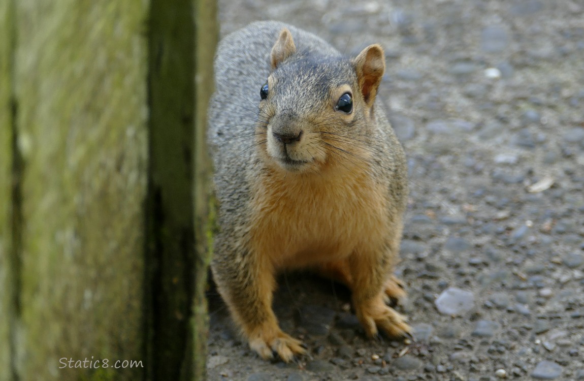 Squirrel standing on the sidewalk